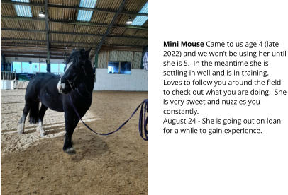 Mini Mouse Came to us age 4 (late 2022) and we wont be using her until she is 5.  In the meantime she is settling in well and is in training.  Loves to follow you around the field to check out what you are doing.  She is very sweet and nuzzles you constantly.August 24 - She is going out on loan for a while to gain experience.