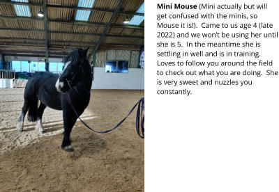 Mini Mouse (Mini actually but will get confused with the minis, so Mouse it is!).  Came to us age 4 (late 2022) and we wont be using her until she is 5.  In the meantime she is settling in well and is in training.  Loves to follow you around the field to check out what you are doing.  She is very sweet and nuzzles you constantly.